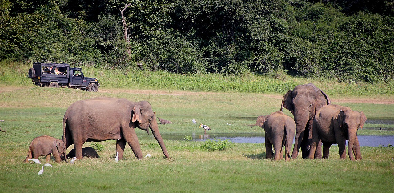 Udawalawe National Park