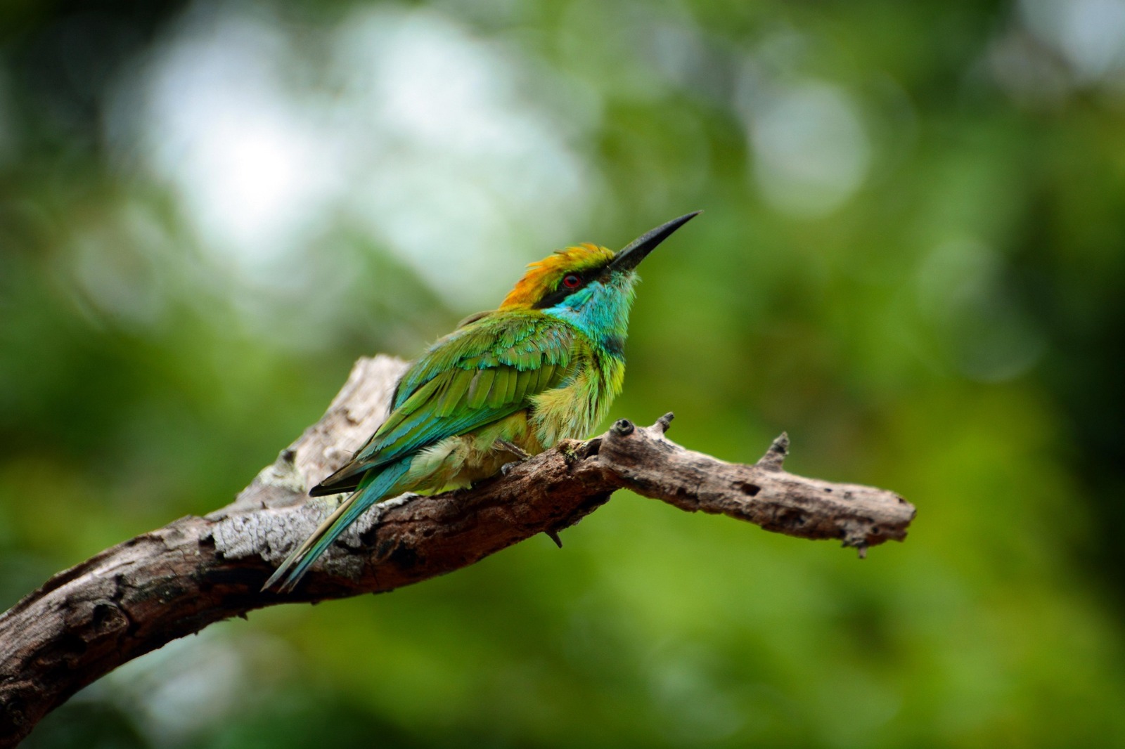Yala National Park